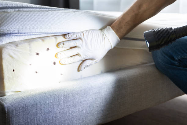 Best Rat Extermination Near Me  in State Line, PA