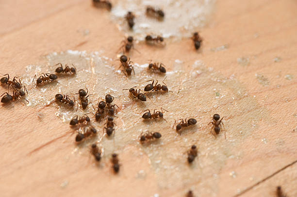 Best Emergency Pest Control  in State Line, PA